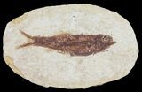 Knightia Fossil Fish - Wyoming #60842-1